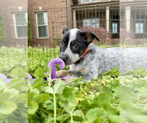 Mutt Dogs for adoption in Garden City, NY, USA