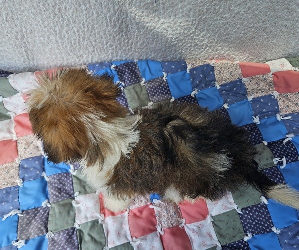 Medium Photo #3 Shorkie Tzu Puppy For Sale in WALSH, IL, USA