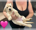 Small Photo #7 Labrador Retriever Puppy For Sale in MIAMI, FL, USA