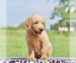 Small Photo #2 Labradoodle-Poodle (Standard) Mix Puppy For Sale in BINO, PA, USA