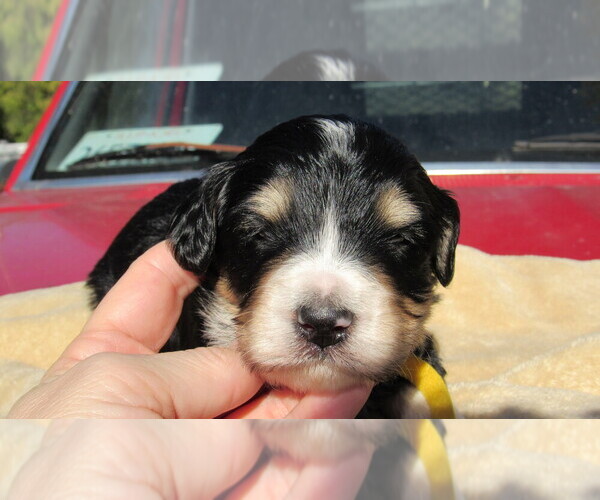 Medium Photo #6 Bernedoodle Puppy For Sale in BIG ROCK, IL, USA