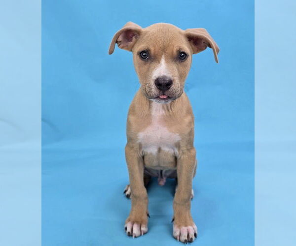 Medium Photo #3 Mutt Puppy For Sale in Lakewood, CO, USA