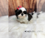 Small Photo #3 Shih Tzu Puppy For Sale in RIPLEY, MS, USA