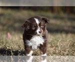 Small #5 Miniature American Shepherd