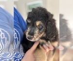 Small Photo #84 Aussiedoodle Puppy For Sale in LONGWOOD, FL, USA