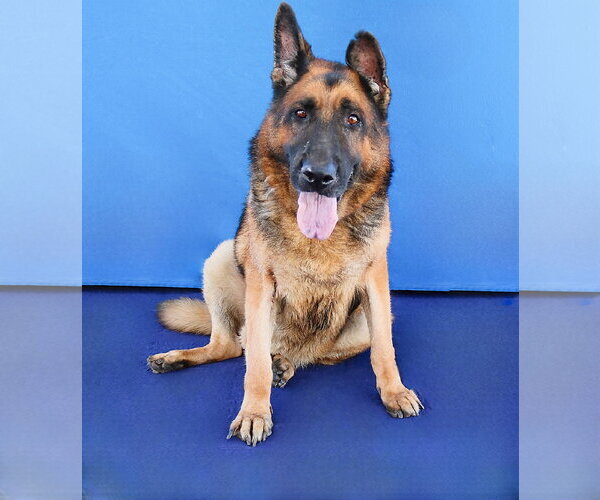 Medium Photo #1 German Shepherd Dog Puppy For Sale in Pasadena, CA, USA