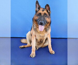 German Shepherd Dog Dogs for adoption in Pasadena, CA, USA