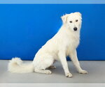Small #1 Great Pyrenees