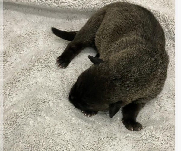 Medium Photo #1 German Shepherd Dog Puppy For Sale in Kankakee, IL, USA