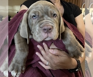 Neapolitan Mastiff Puppy for sale in TULARE, CA, USA