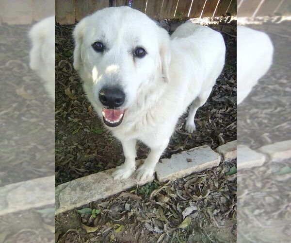 Medium Photo #5 Great Pyrenees Puppy For Sale in Spring, TX, USA