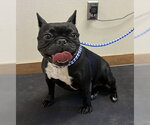 *ONYX - Female French Bulldog Dog for Adoption - Small photo