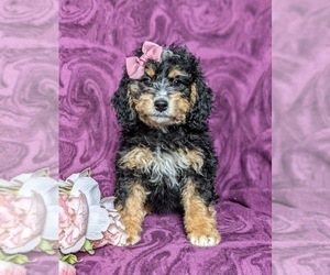 Bernedoodle Puppy for sale in GLEN ROCK, PA, USA