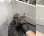 Small Photo #2 French Bulldog Puppy For Sale in MONTEREY PARK, CA, USA