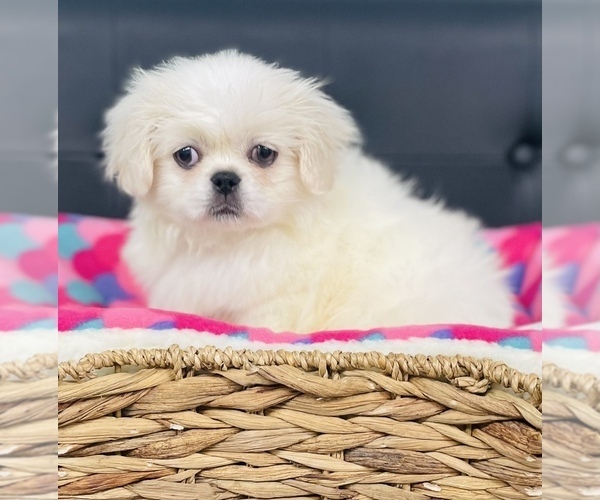Medium Photo #1 Pekingese Puppy For Sale in CINCINNATI, OH, USA