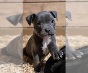 American Bully Puppy for sale in PORT ORCHARD, WA, USA