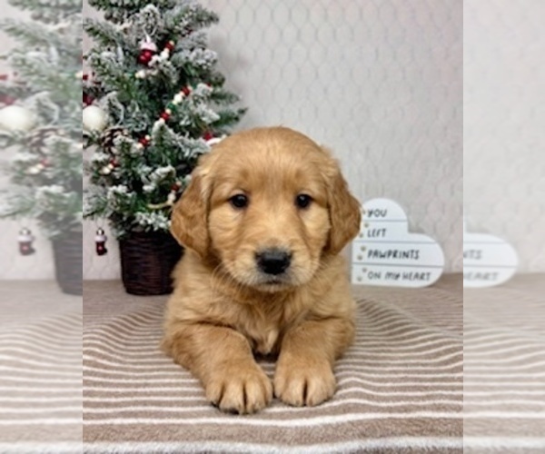Medium Photo #6 Golden Retriever Puppy For Sale in GREENFIELD, IN, USA