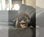 Small Photo #2 Boxer-Plott Hound Mix Puppy For Sale in Miami, FL, USA