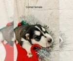 Small Photo #5 Siberian Husky Puppy For Sale in WASHBURN, WI, USA