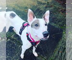 Small #4 Greyhound Mix