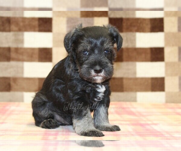 Medium Photo #1 Schnauzer (Miniature) Puppy For Sale in DENVER, PA, USA