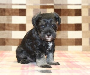 Schnauzer (Miniature) Puppy for sale in DENVER, PA, USA
