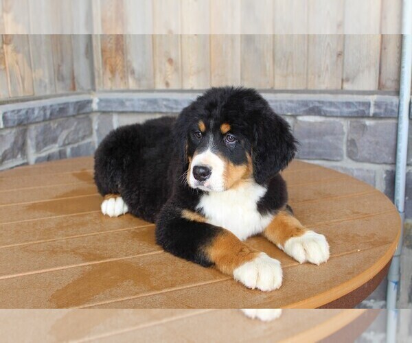 Medium Photo #1 Bernese Mountain Dog Puppy For Sale in HORN CREEK, CO, USA
