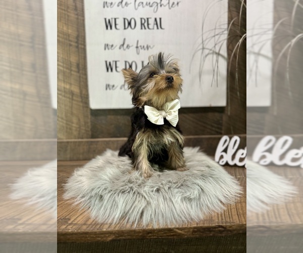 Medium Photo #7 Yorkshire Terrier Puppy For Sale in NAPPANEE, IN, USA