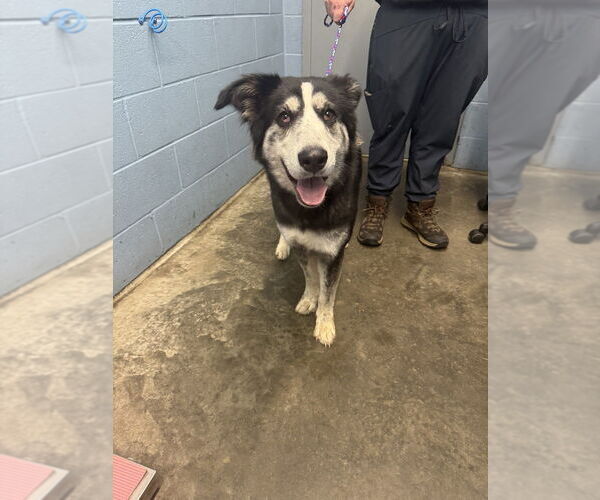 Medium Photo #1 Huskies -Unknown Mix Puppy For Sale in Evansville, IN, USA
