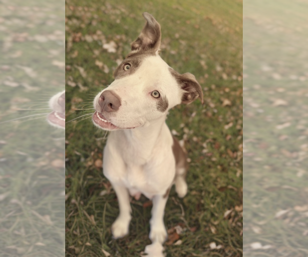 Medium Photo #3 Mutt Puppy For Sale in Newport Beach, CA, USA