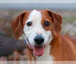 Small Mountain Cur Mix