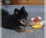 Small #2 Pomeranian