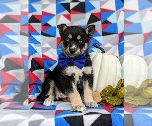 Pomsky Puppy for sale in QUARRYVILLE, PA, USA