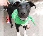 Small #1 Labrador Retriever-Retriever  Mix