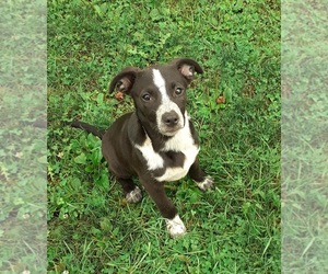 American Pit Bull Terrier Dogs for adoption in HAMBURG, PA, USA