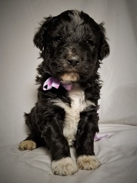 Medium Photo #1 Aussiedoodle Puppy For Sale in MONTROSE, CO, USA