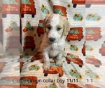 Puppy Green collar Goldendoodle
