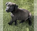 Small #3 Labrador Retriever Mix