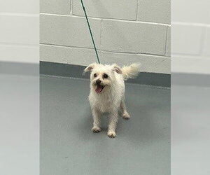 Mutt Dogs for adoption in St. Cloud, FL, USA