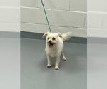 BONES - Female Mutt Dog for Adoption - Small photo