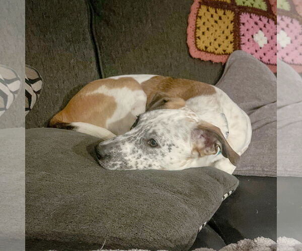 Medium Photo #15 American Staffordshire Terrier-Boxer Mix Puppy For Sale in Huntley, IL, USA