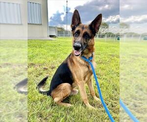 German Shepherd Dog Dogs for adoption in Vero Beach, FL, USA