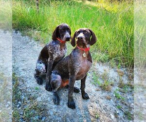 German Shorthaired Pointer Dogs for adoption in POST FALLS, ID, USA