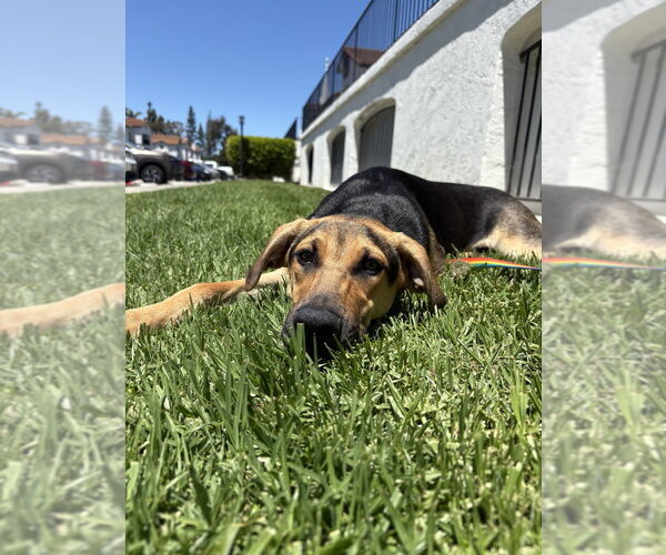 Medium Photo #11 Mutt Puppy For Sale in San Diego, CA, USA