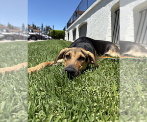 Jordie - Male Mutt Dog for Adoption - Photo #11
