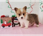 Small #2 Pembroke Welsh Corgi