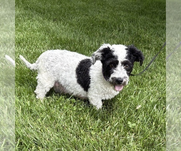 Medium Photo #1 Havapoo Puppy For Sale in MIDDLEBURY, IN, USA