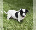 Small Photo #1 Havapoo Puppy For Sale in MIDDLEBURY, IN, USA