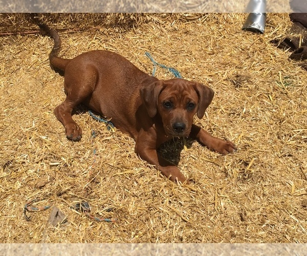 Medium Photo #1 America Bandogge Mastiff-Mastiff Mix Puppy For Sale in FORT GARLAND, CO, USA