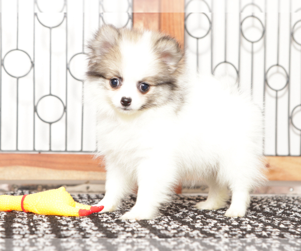 Medium Photo #3 Pomeranian Puppy For Sale in NAPLES, FL, USA